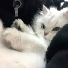 وحاب ریاض avatar